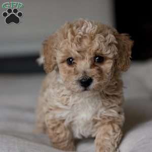 Cooper, Bich-Poo Puppy